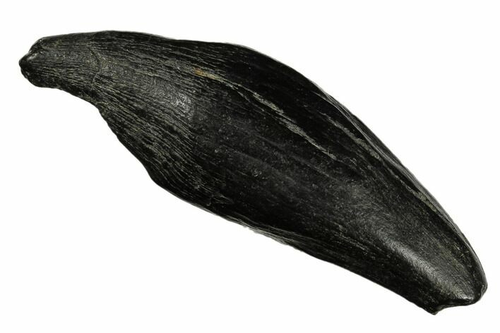 Fossil Sperm Whale (Scaldicetus) Tooth - South Carolina #185986